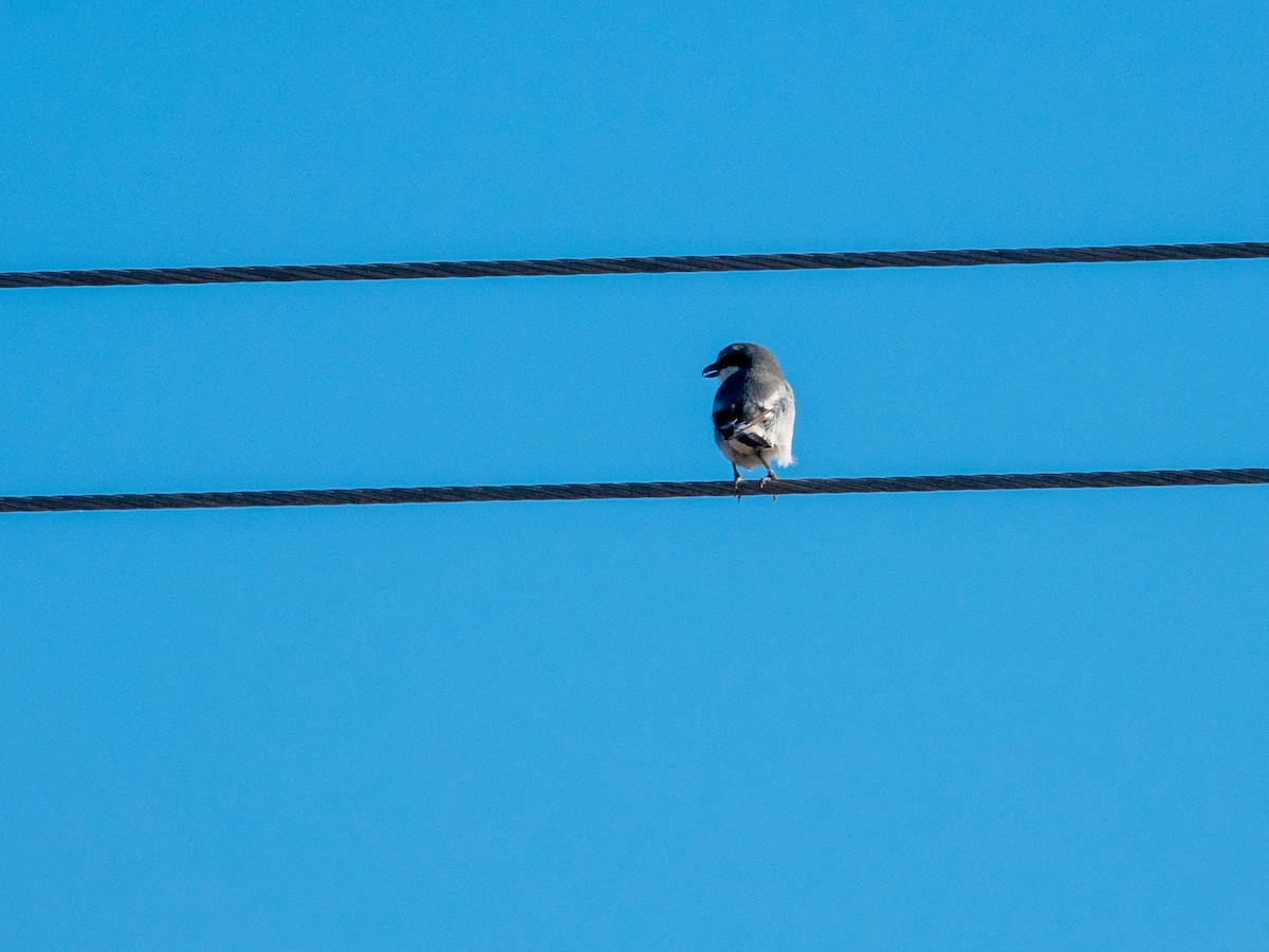 Loggerhead Shrike - ML613430125