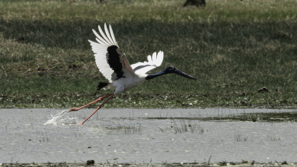 Black-necked Stork - ML613430154