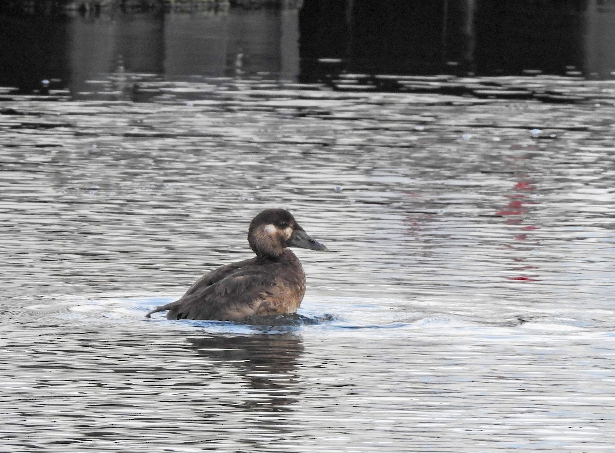 Турпан білолобий - ML613430169