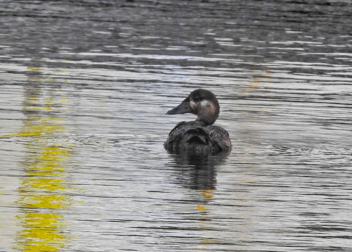 Турпан білолобий - ML613430170