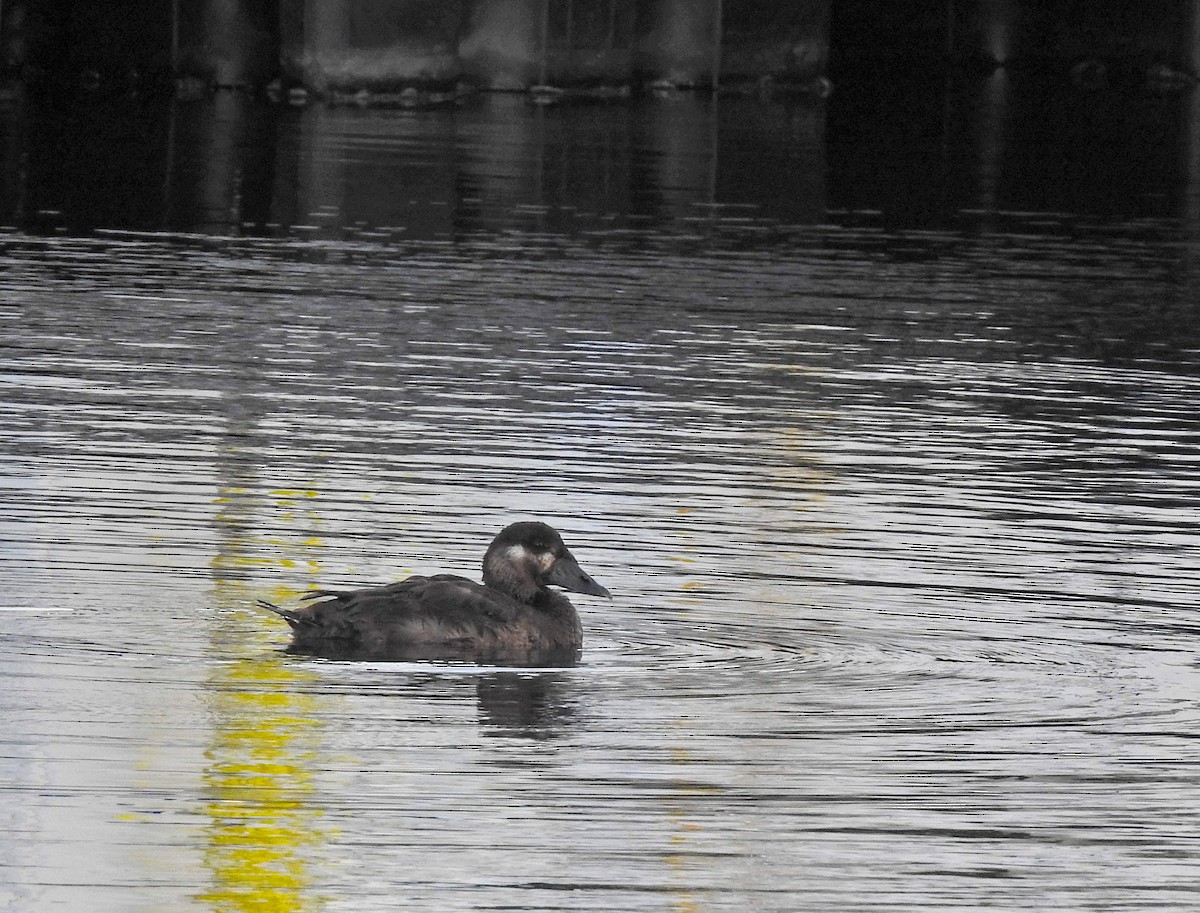 Турпан білолобий - ML613430171