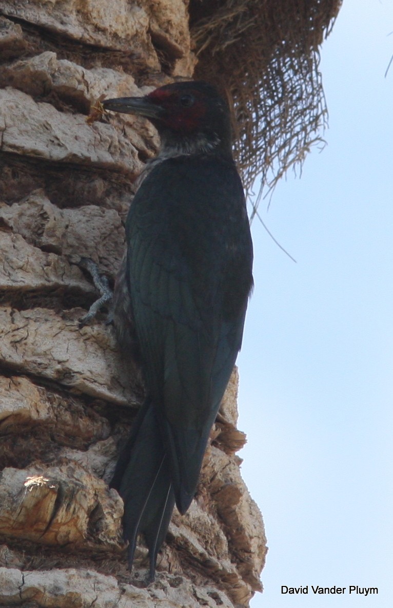 Lewis's Woodpecker - ML613430177