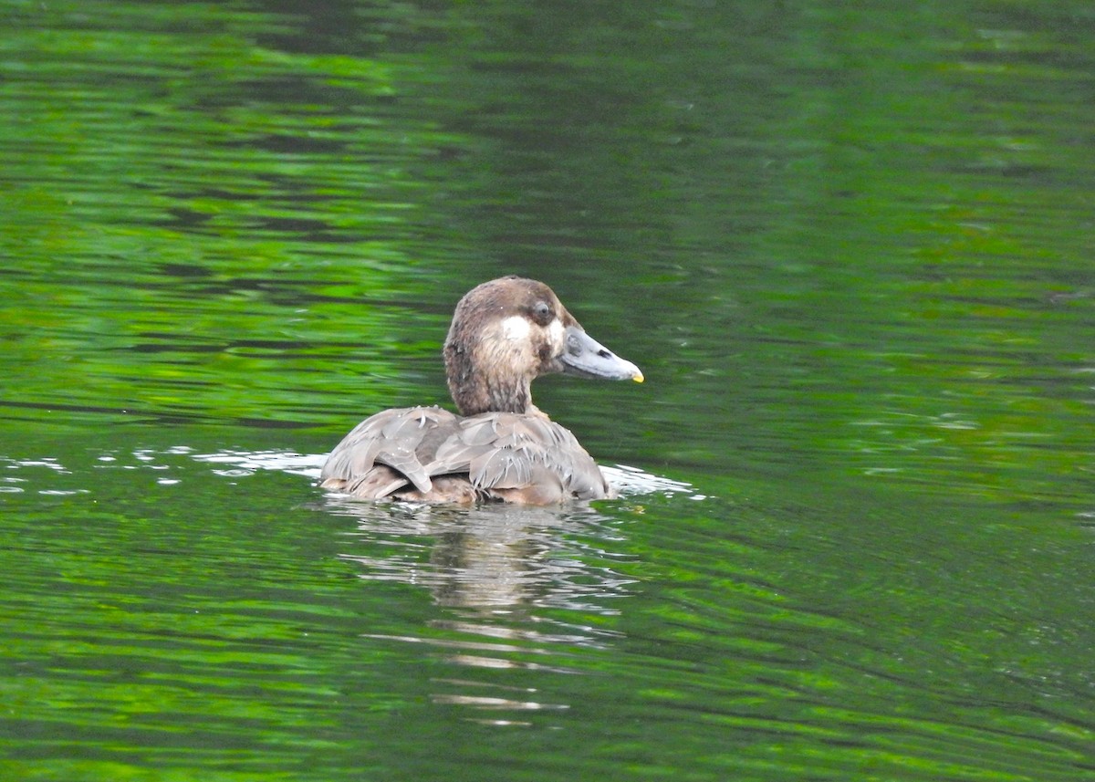 Турпан білолобий - ML613430197