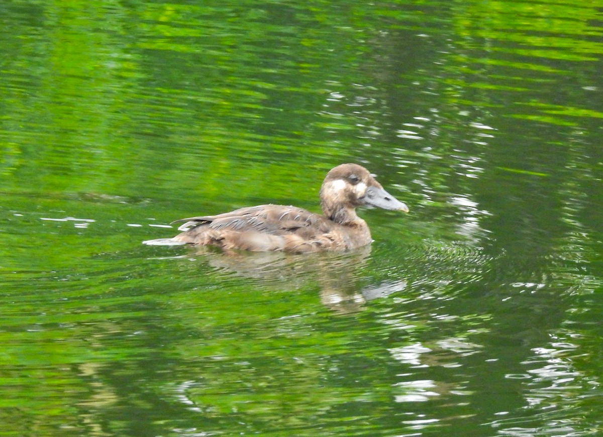 Турпан білолобий - ML613430198