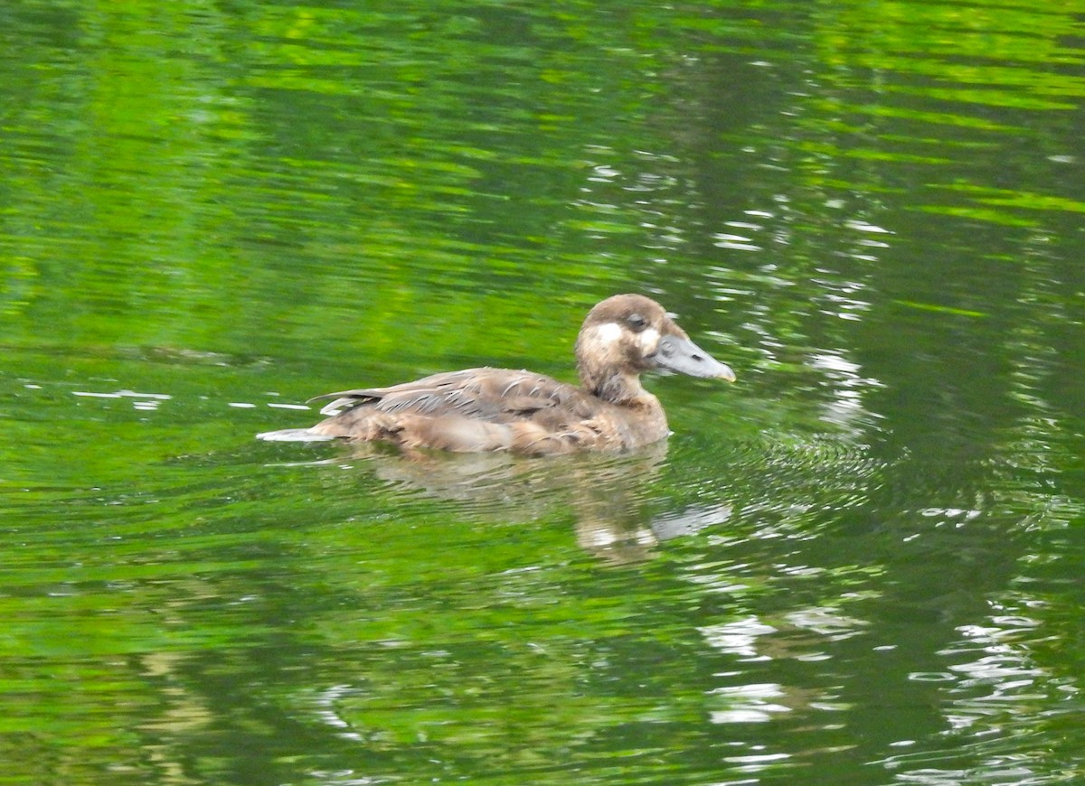 Турпан білолобий - ML613430199