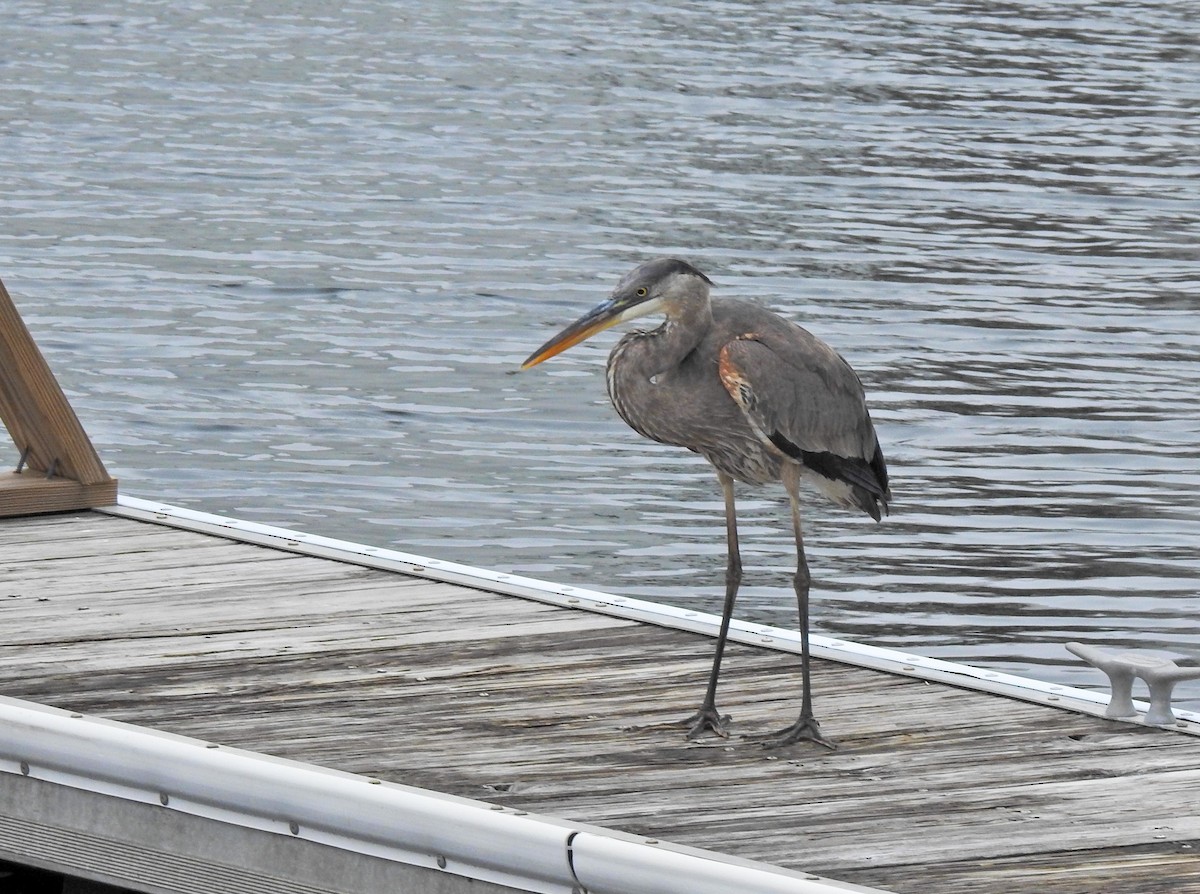 Чепура трибарвна - ML613430205