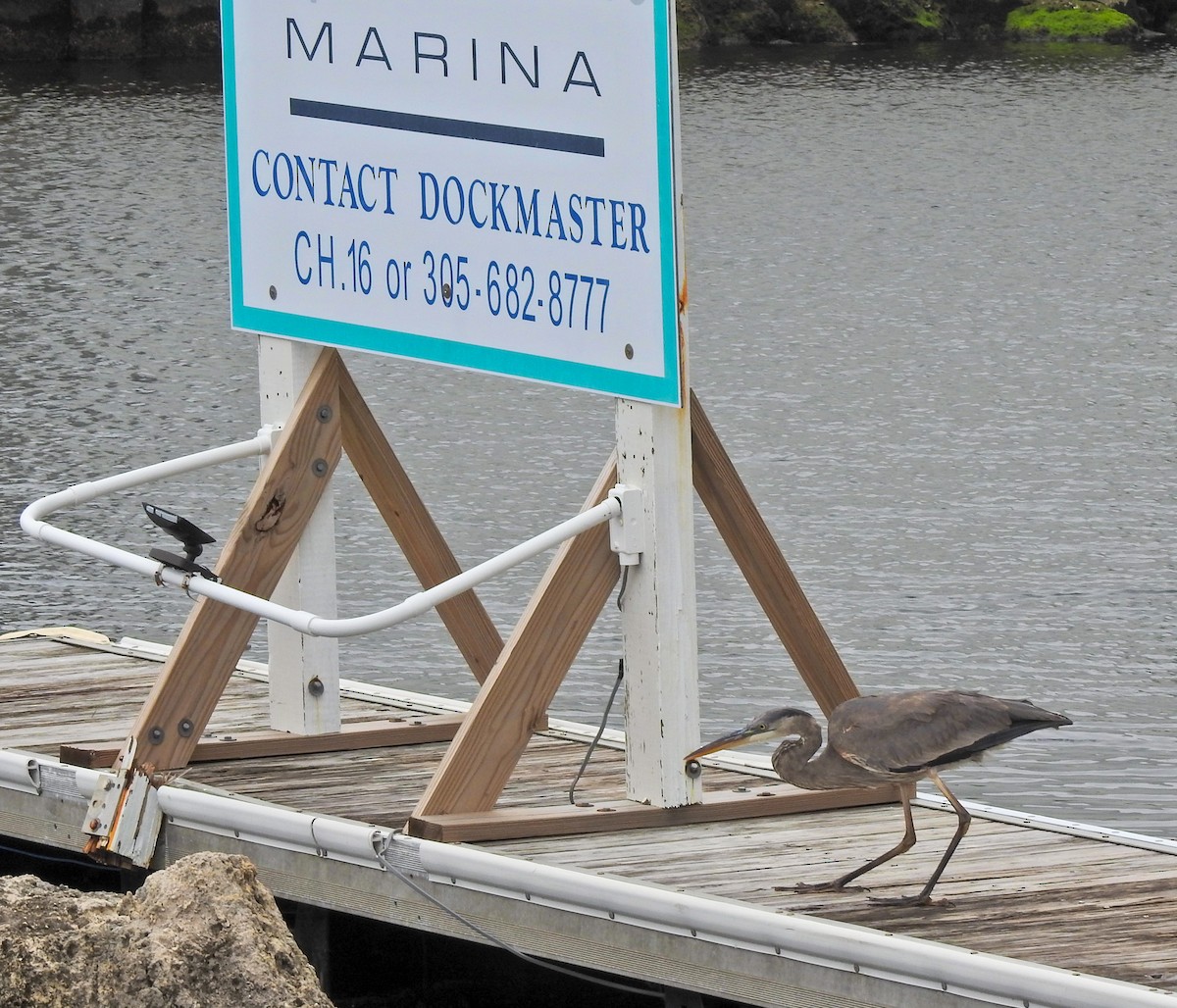 Чепура трибарвна - ML613430206