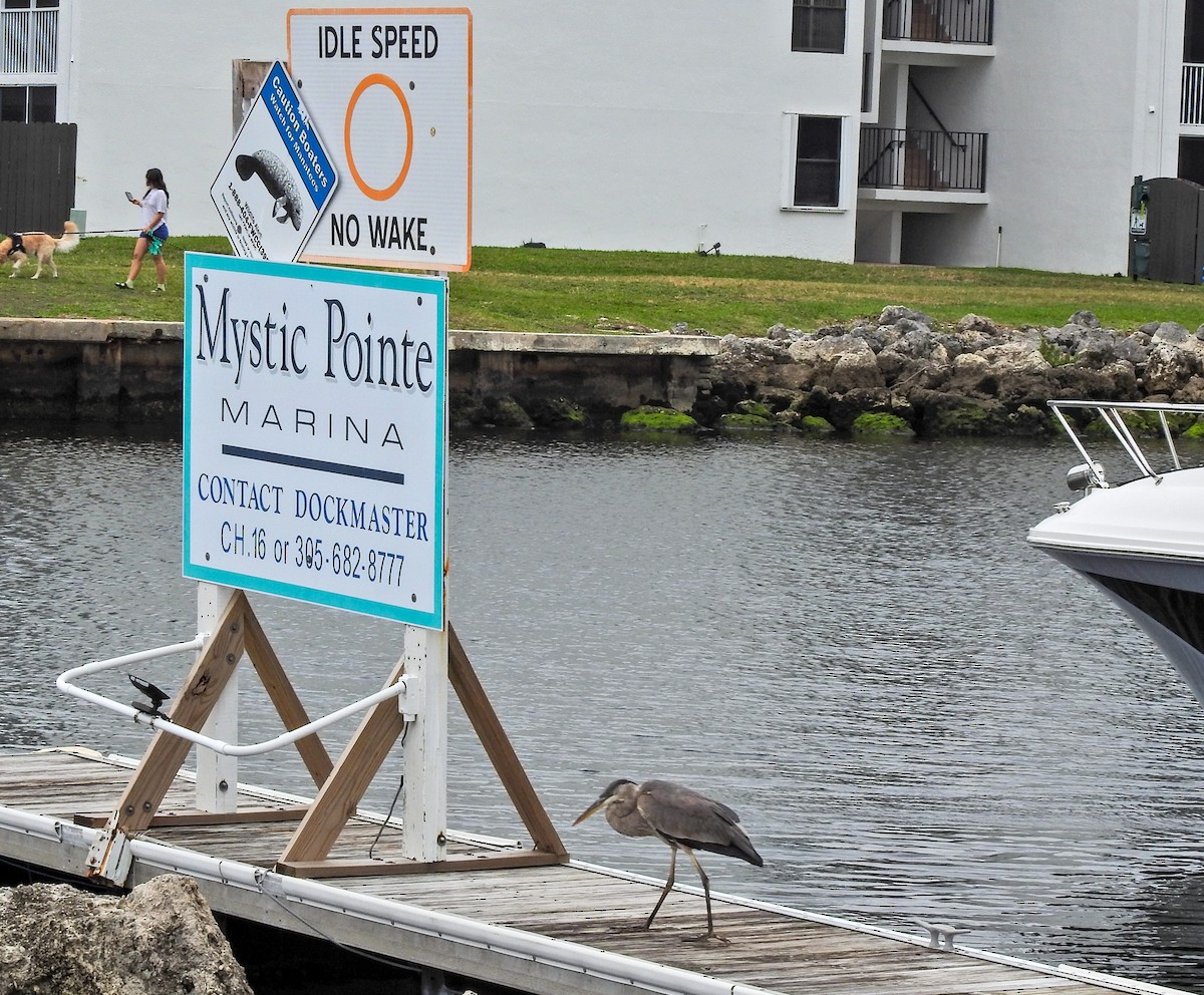 Чепура трибарвна - ML613430207