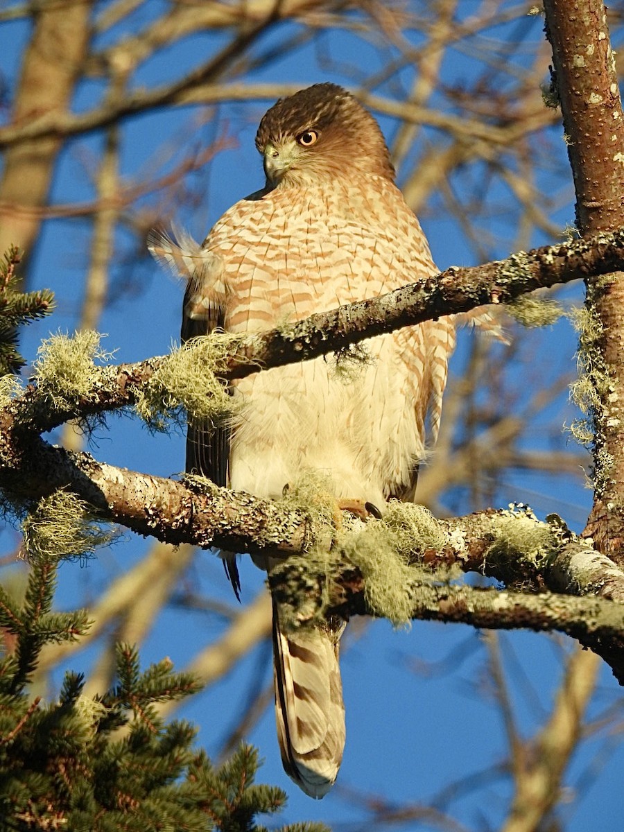 Cooper's Hawk - ML613430255