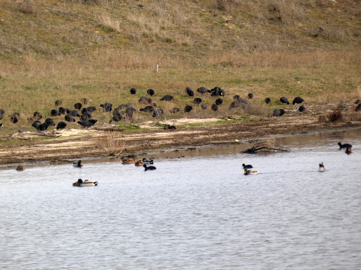 Eurasian Coot - Francisco Javier Calvo lesmes