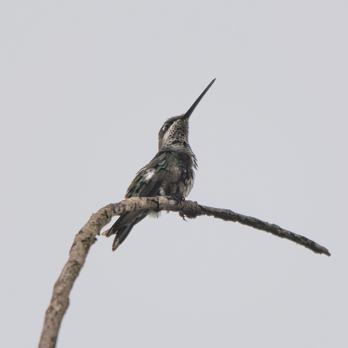 Colibrí Escamoso - ML613430412