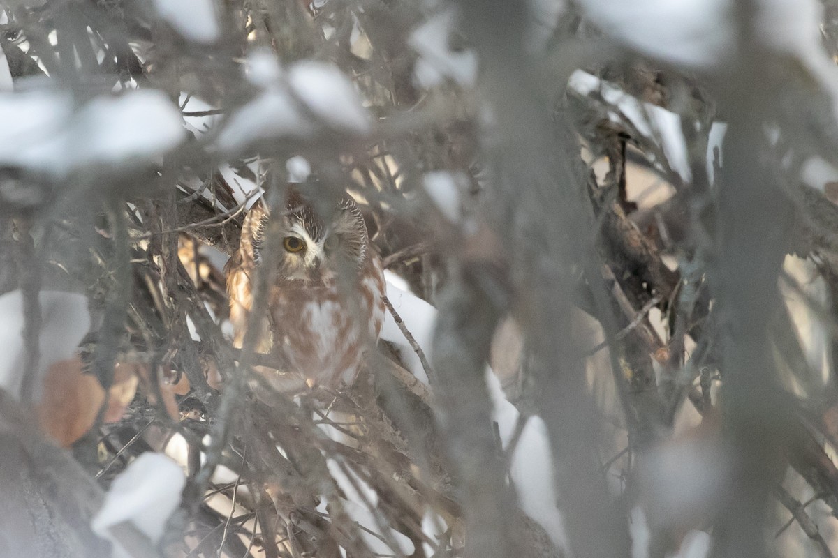 Northern Saw-whet Owl - Aaron Roberge