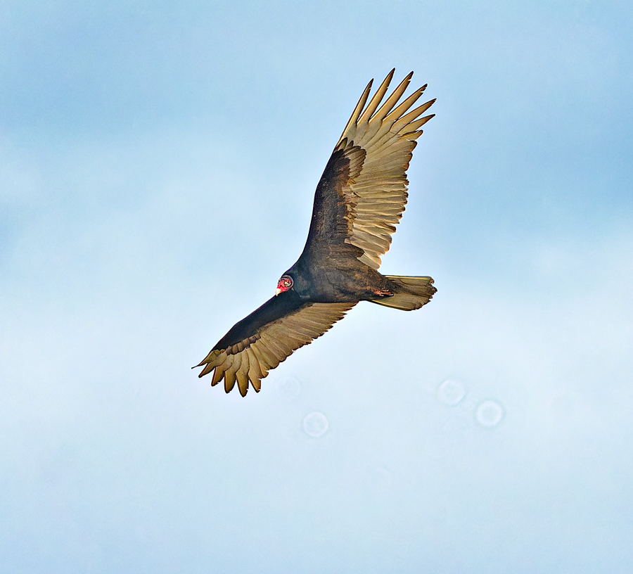 Turkey Vulture - ML613430452