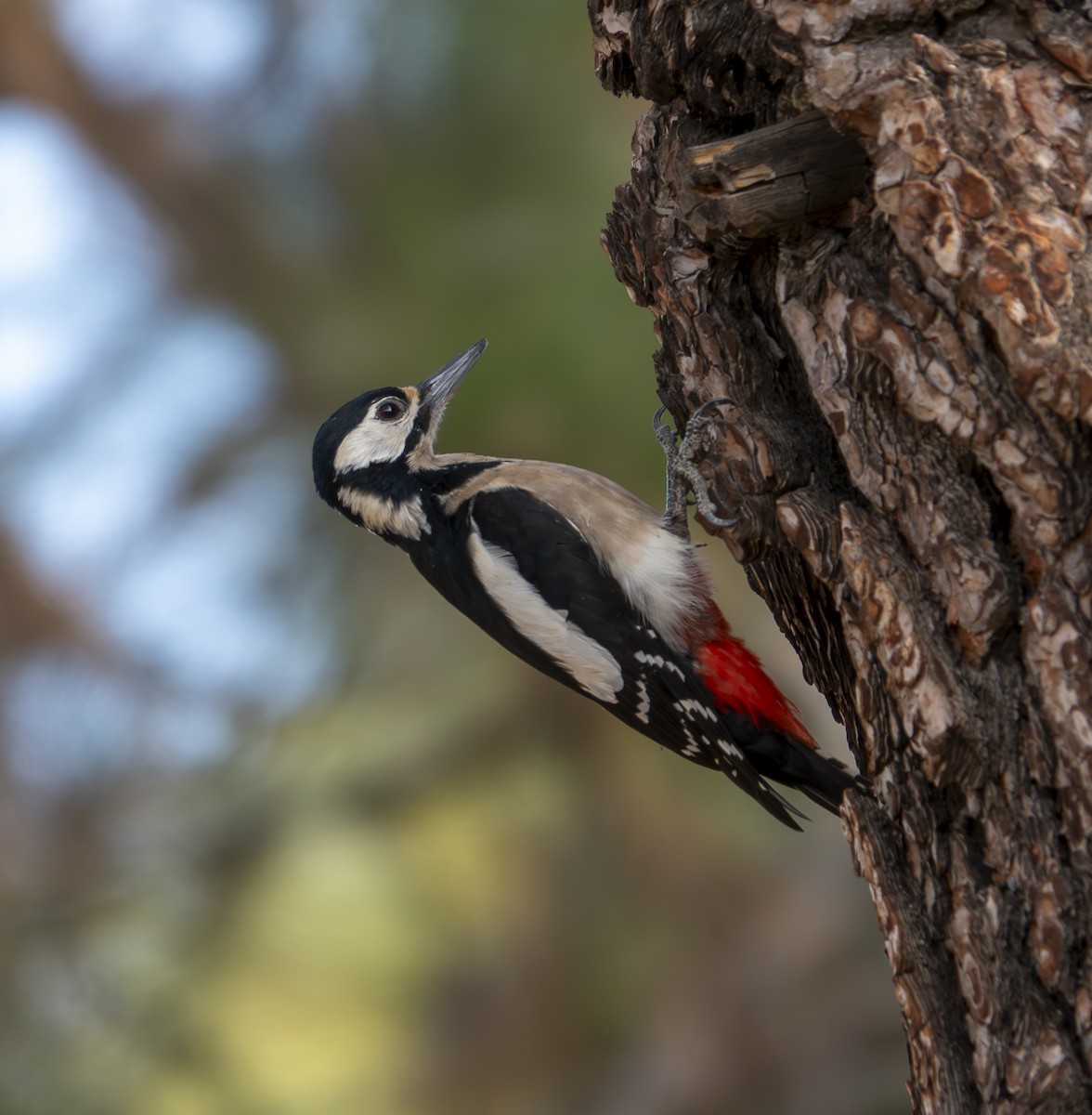 Great Spotted Woodpecker (Canarian) - ML613430493