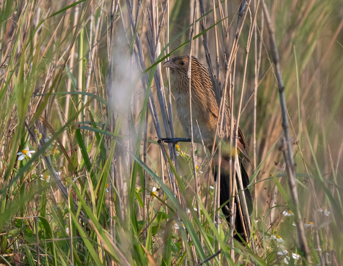 Lesser Coucal - ML613430536