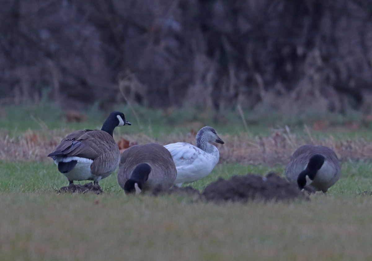 Snow Goose - ML613430596