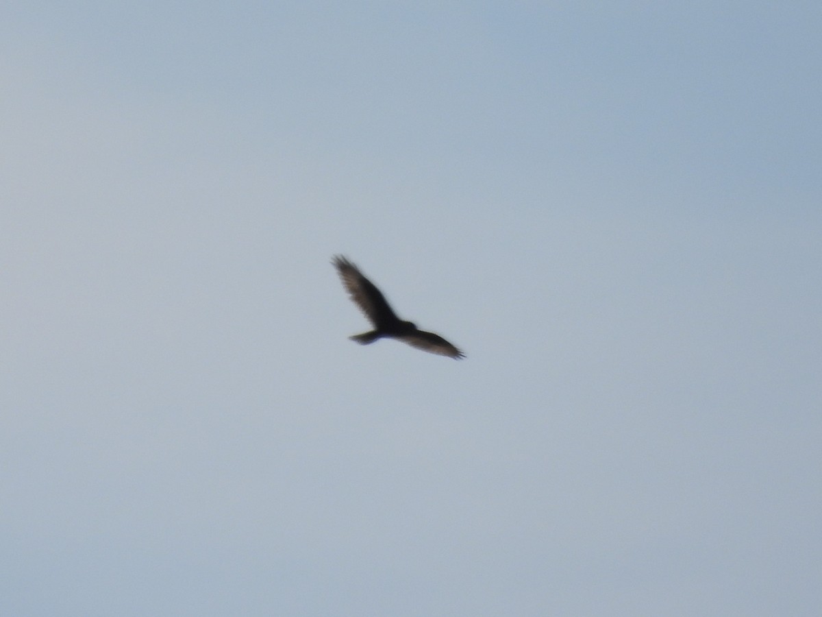 Ferruginous Hawk - ML613430755