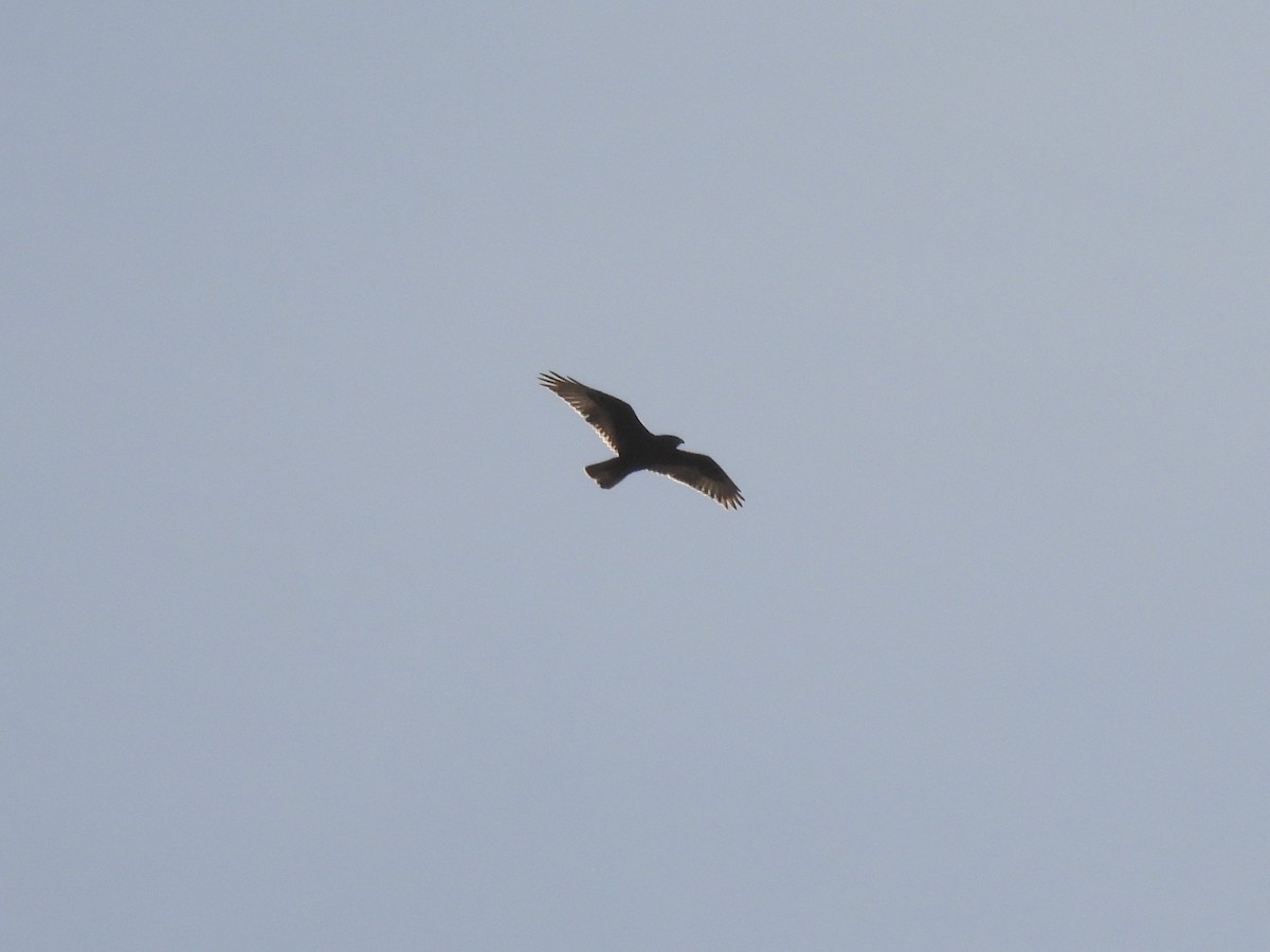 Ferruginous Hawk - ML613430756