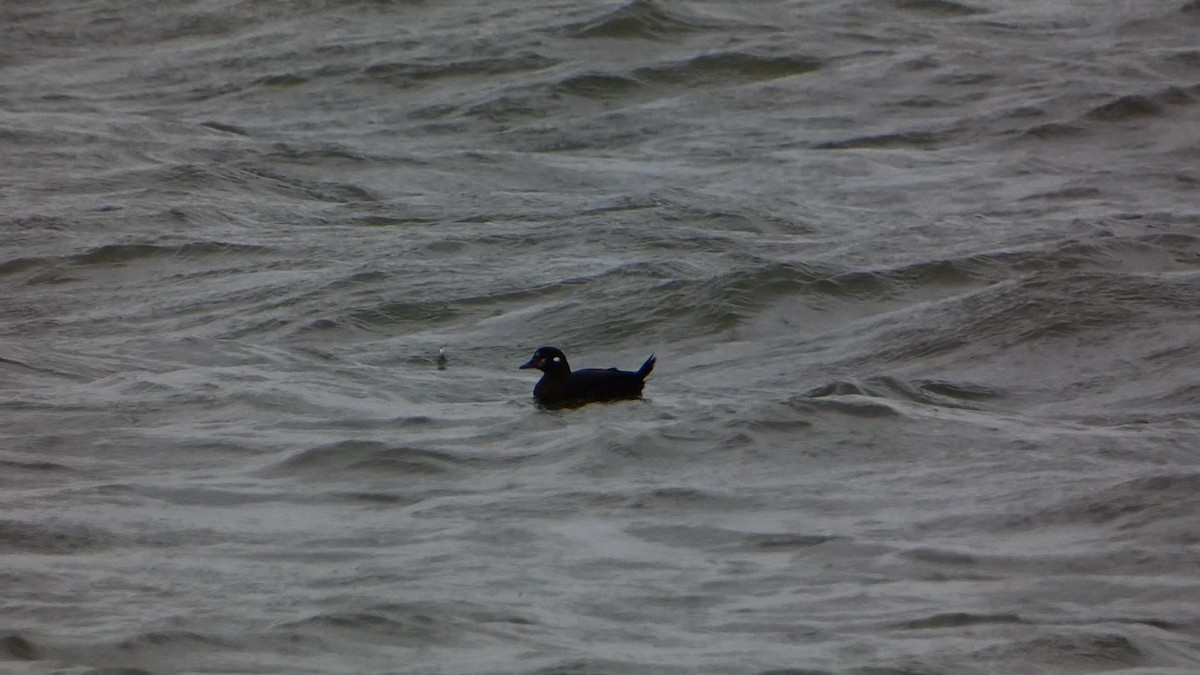 Harlequin Duck - ML613431017