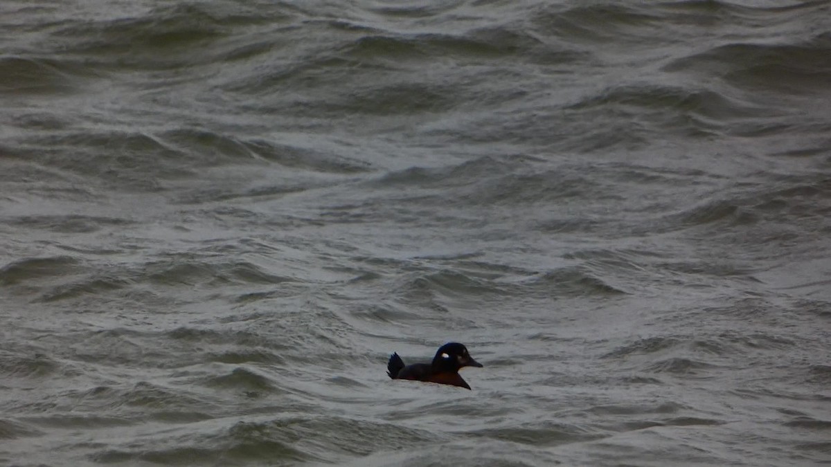 Harlequin Duck - ML613431029