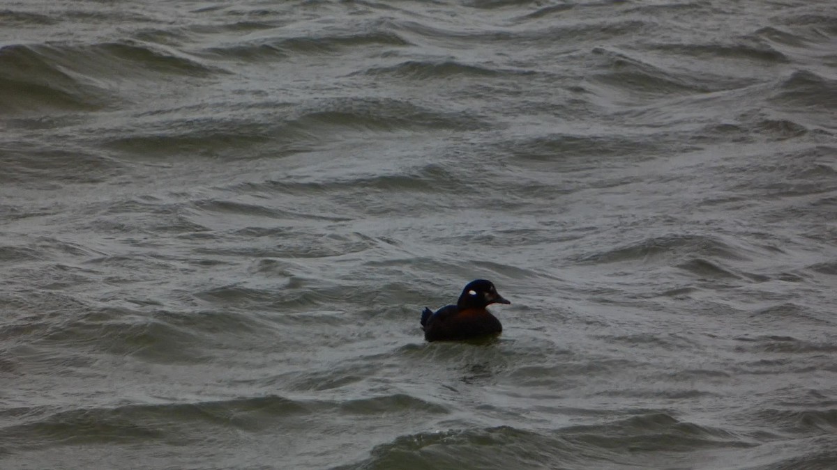 Harlequin Duck - ML613431034