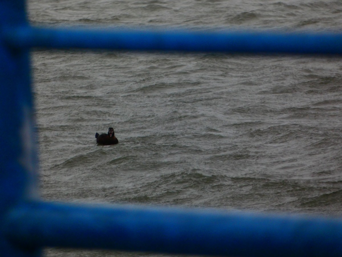 Harlequin Duck - ML613431044