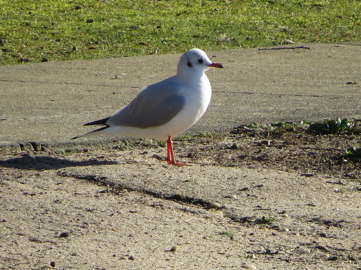 Mouette rieuse - ML613431204