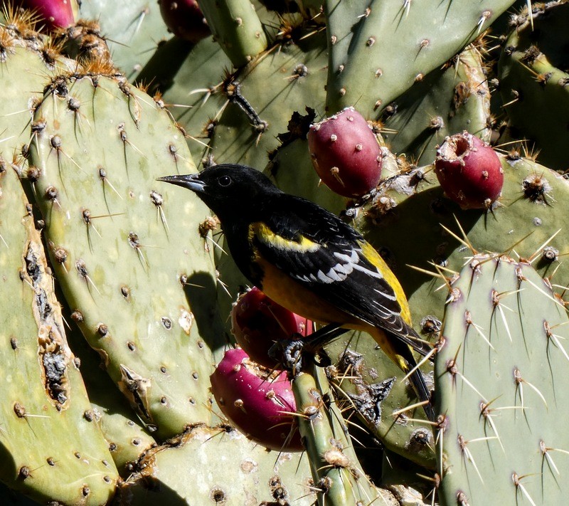 Oriole jaune-verdâtre - ML613431221