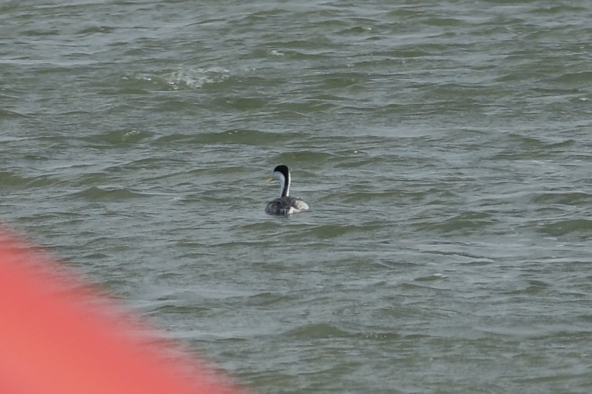 Clark's Grebe - ML613431229