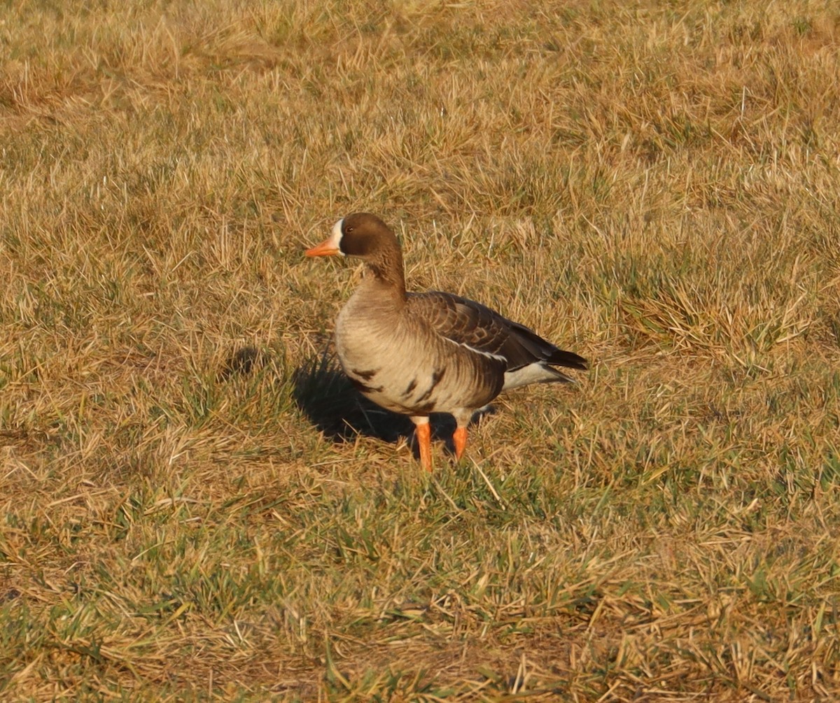 Greater White-fronted Goose - Rick Asamoto
