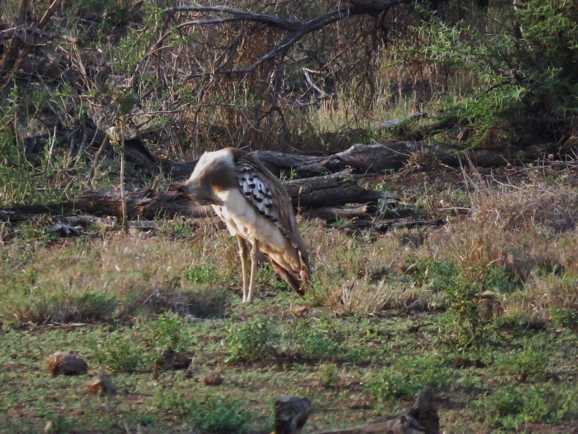 Kori Bustard - ML613431357