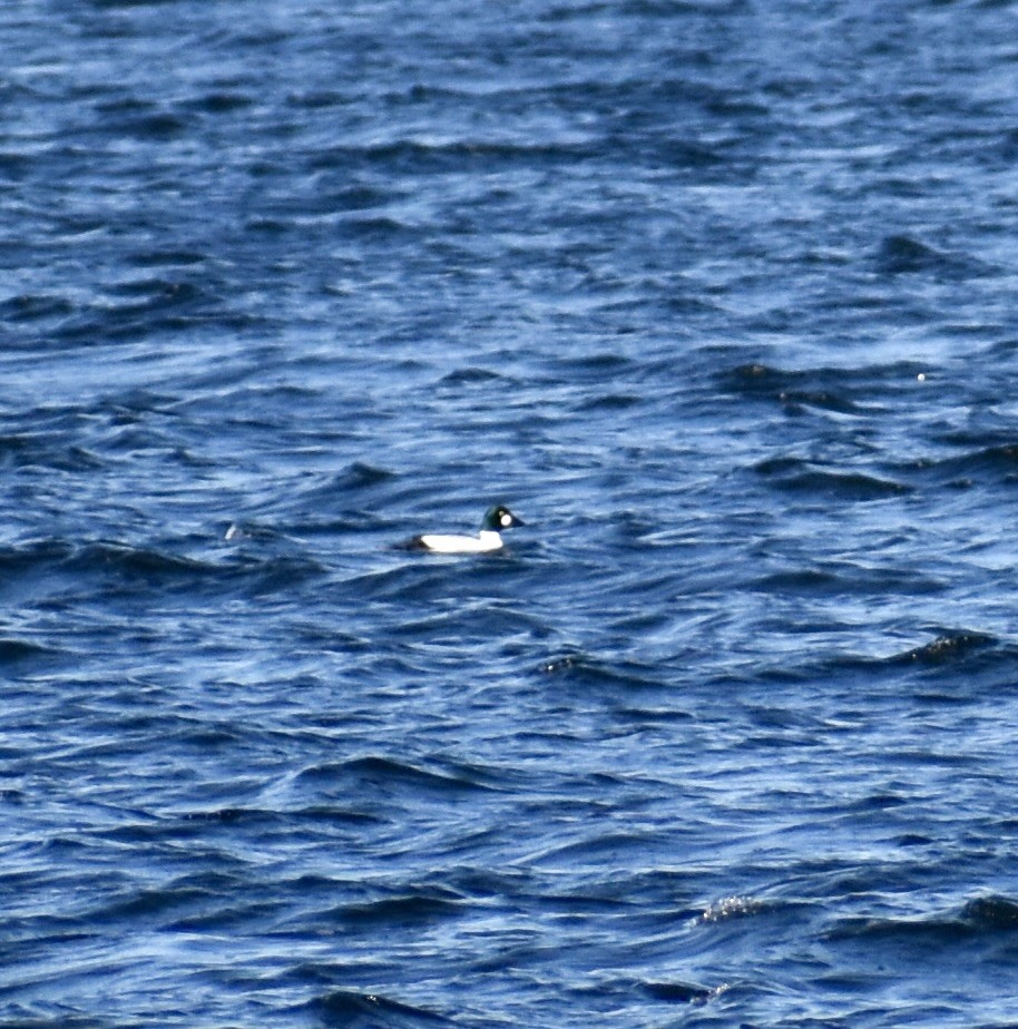 Common Goldeneye - ML613431359