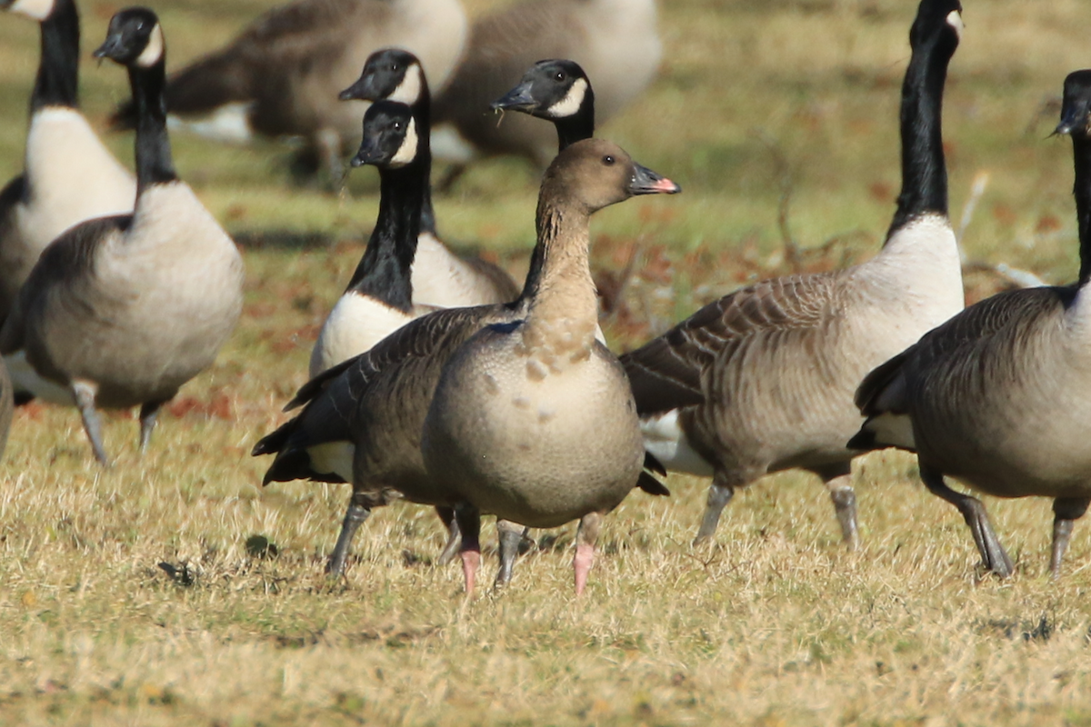 Pink-footed Goose - ML613431360