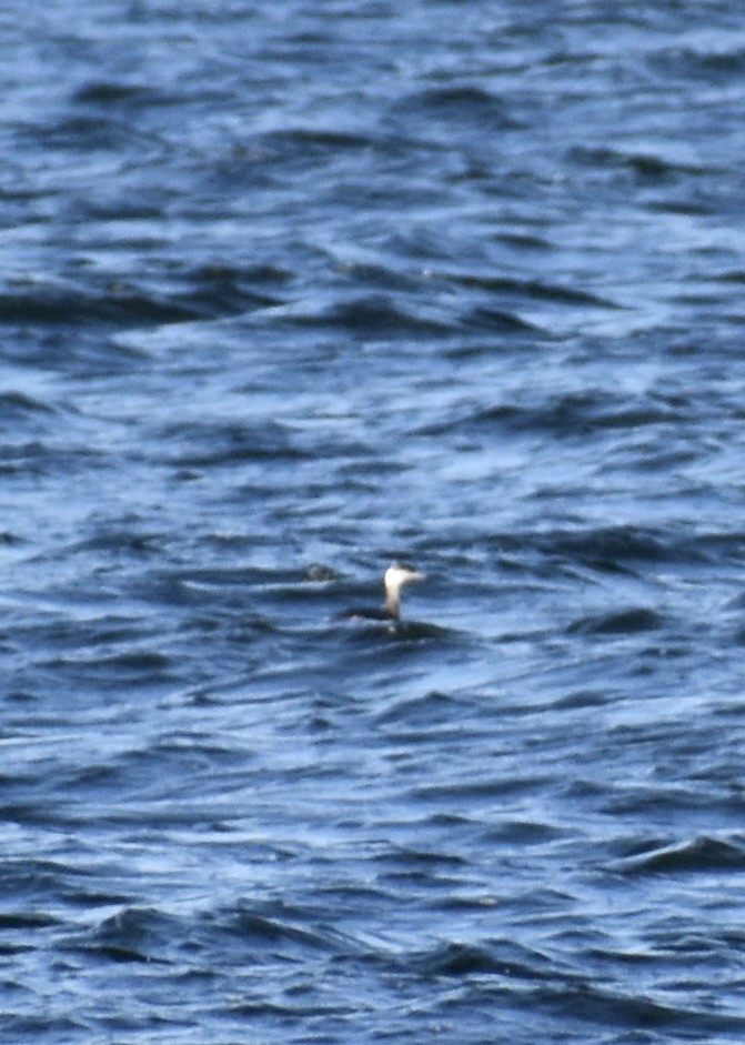 Horned Grebe - ML613431365