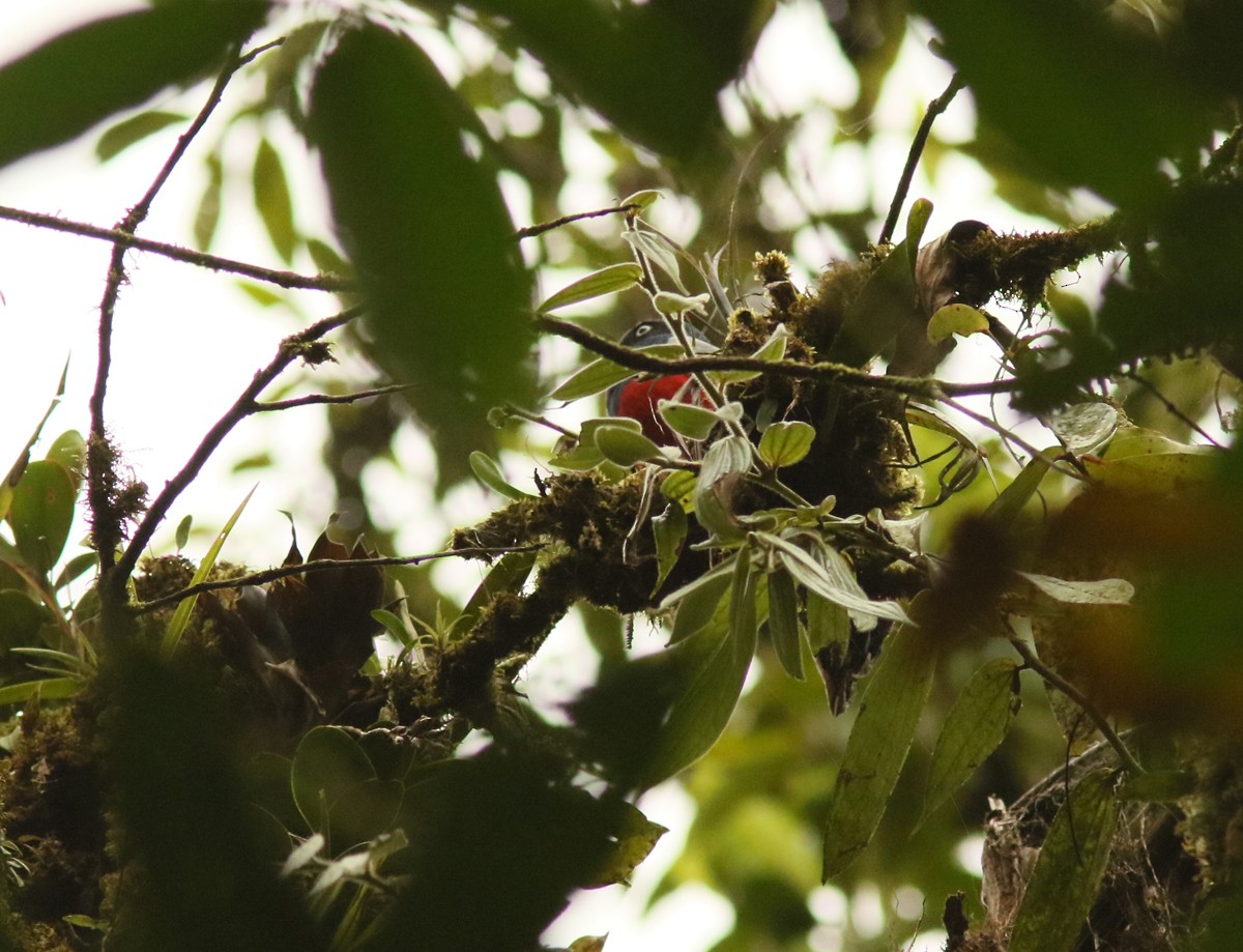 trogon mřížkoocasý - ML613431384