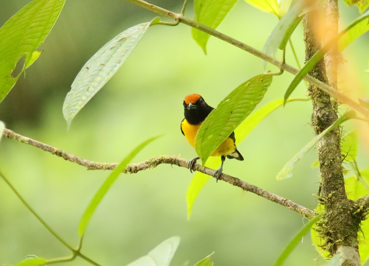 Tawny-capped Euphonia - Matt Hysell