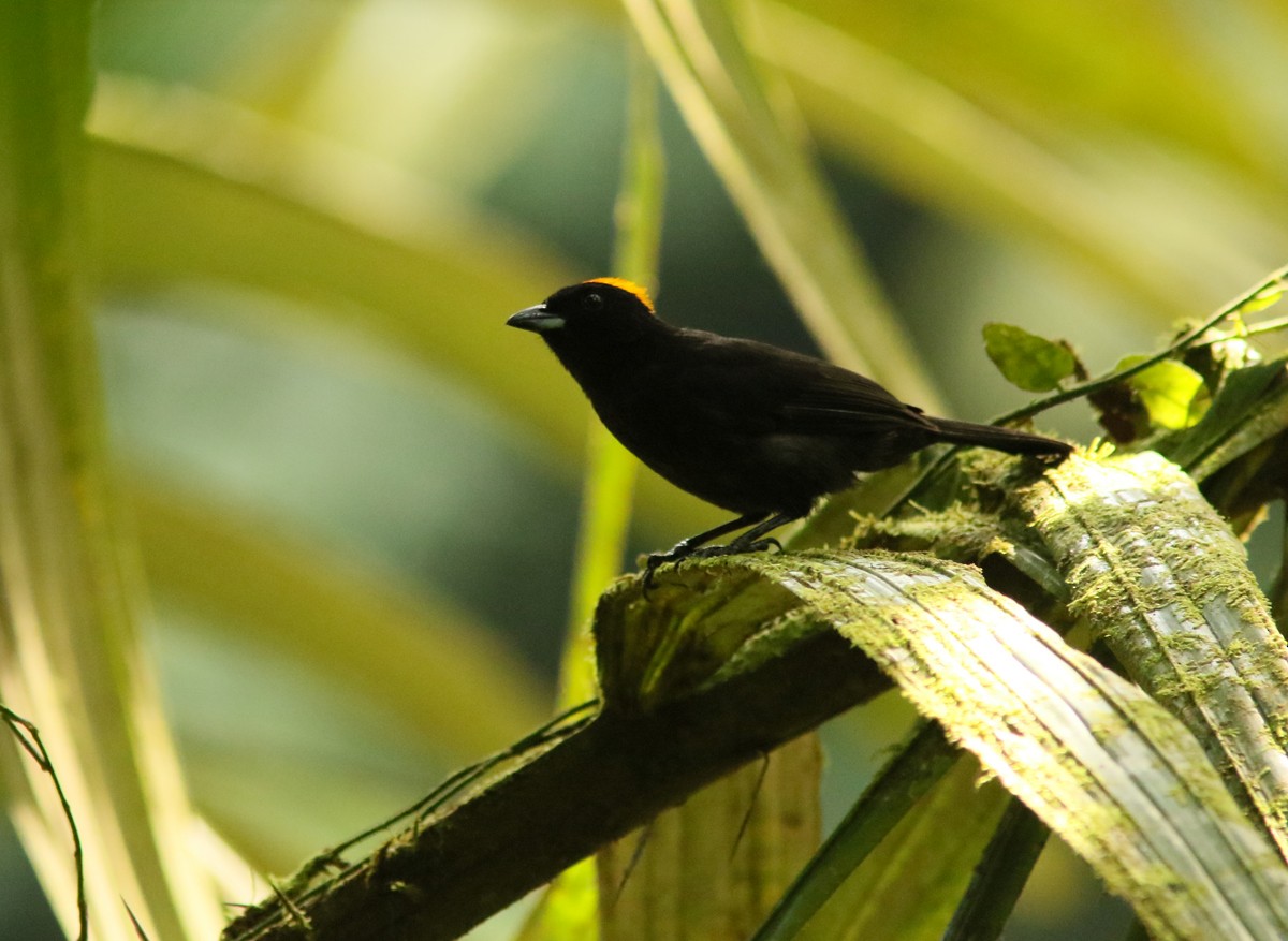 Tawny-crested Tanager - Matt Hysell