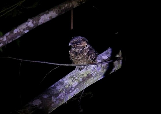 Rufous Nightjar - Rodrigo Ferraz