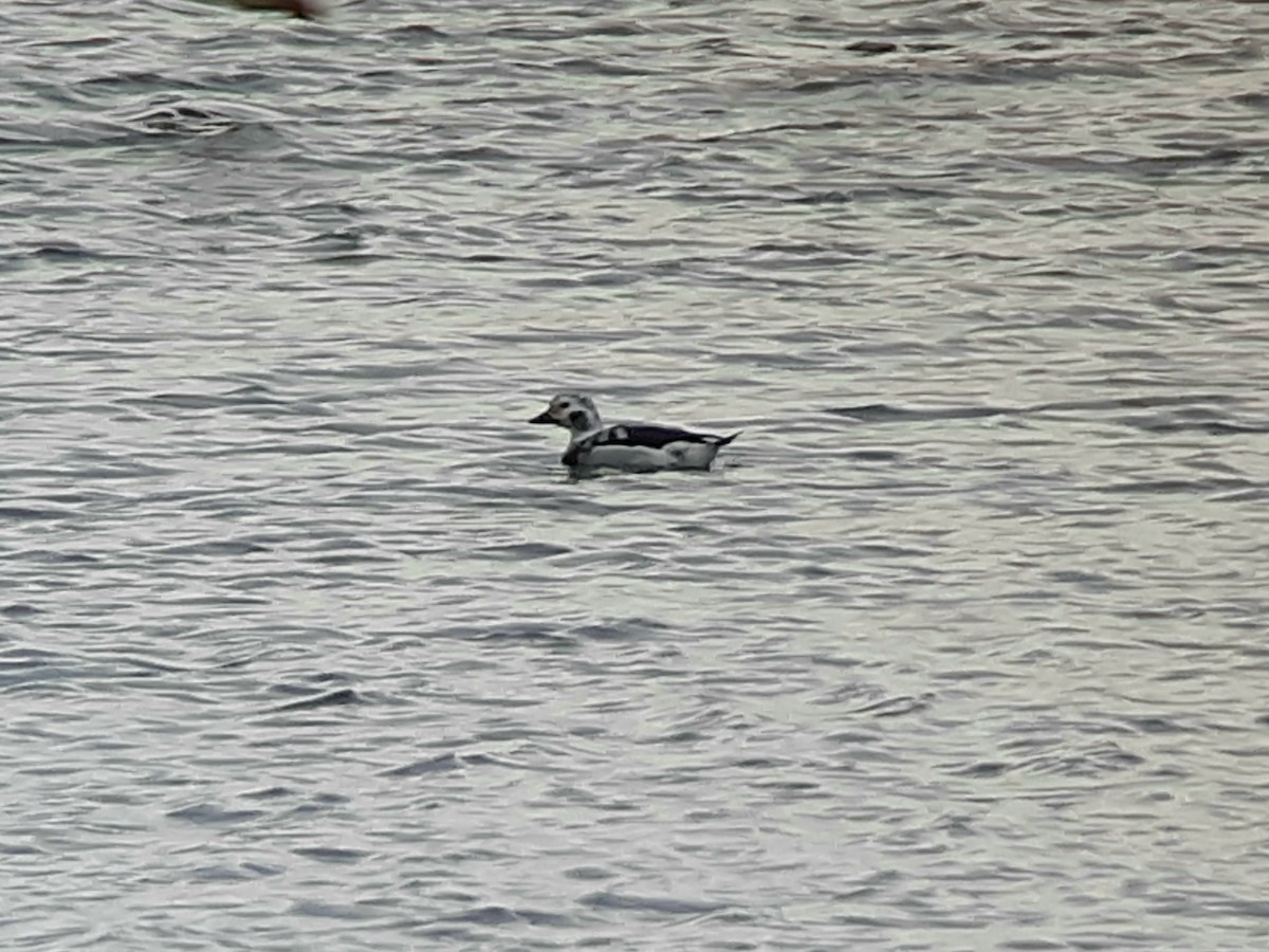 Long-tailed Duck - ML613431471