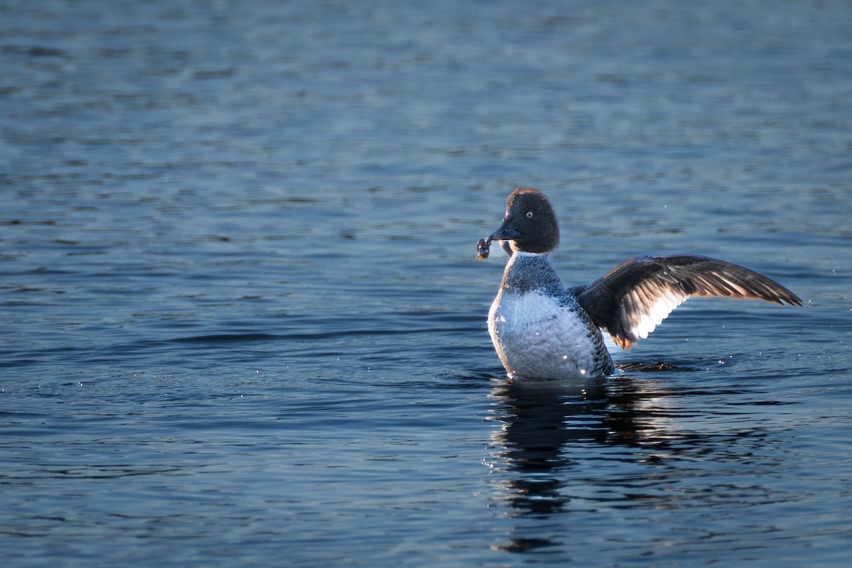 Common Goldeneye - ML613431493