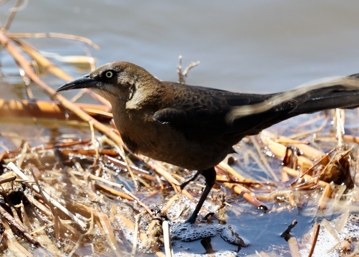 Great-tailed Grackle - ML613431662