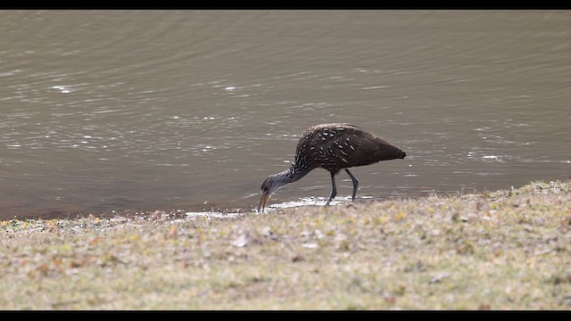 Limpkin - ML613431678