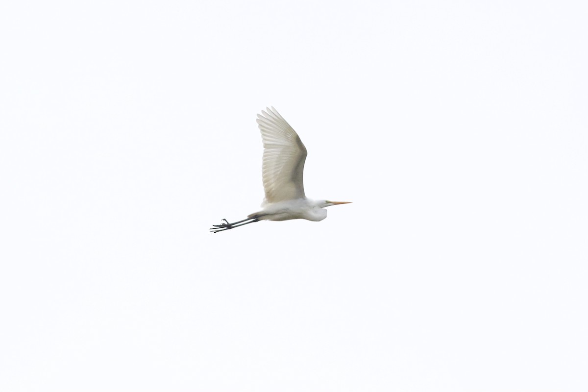 Цасч дэглий - ML613431679