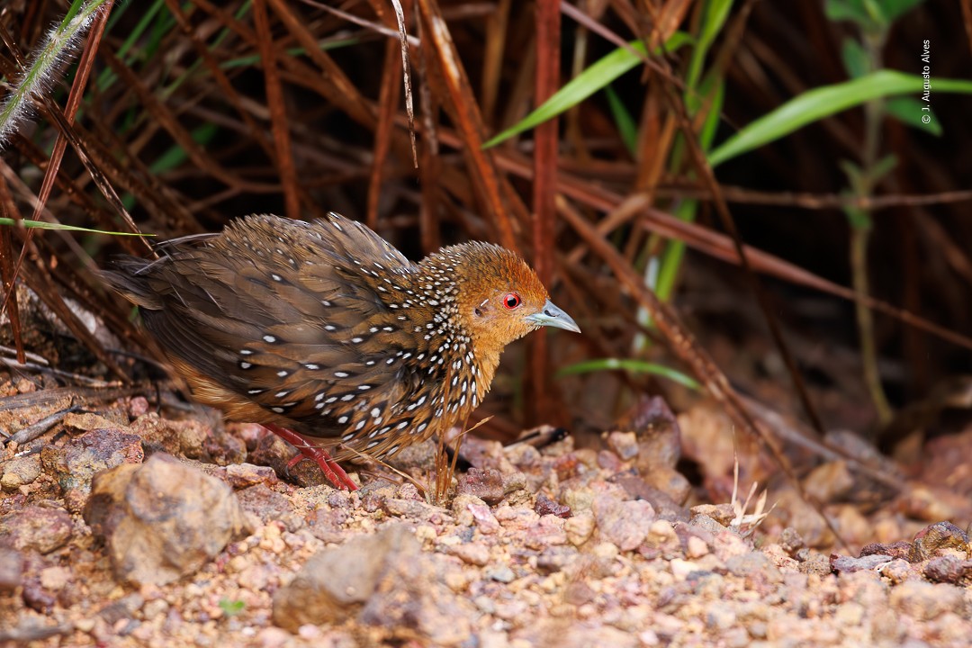 Ocellated Crake - ML613431682