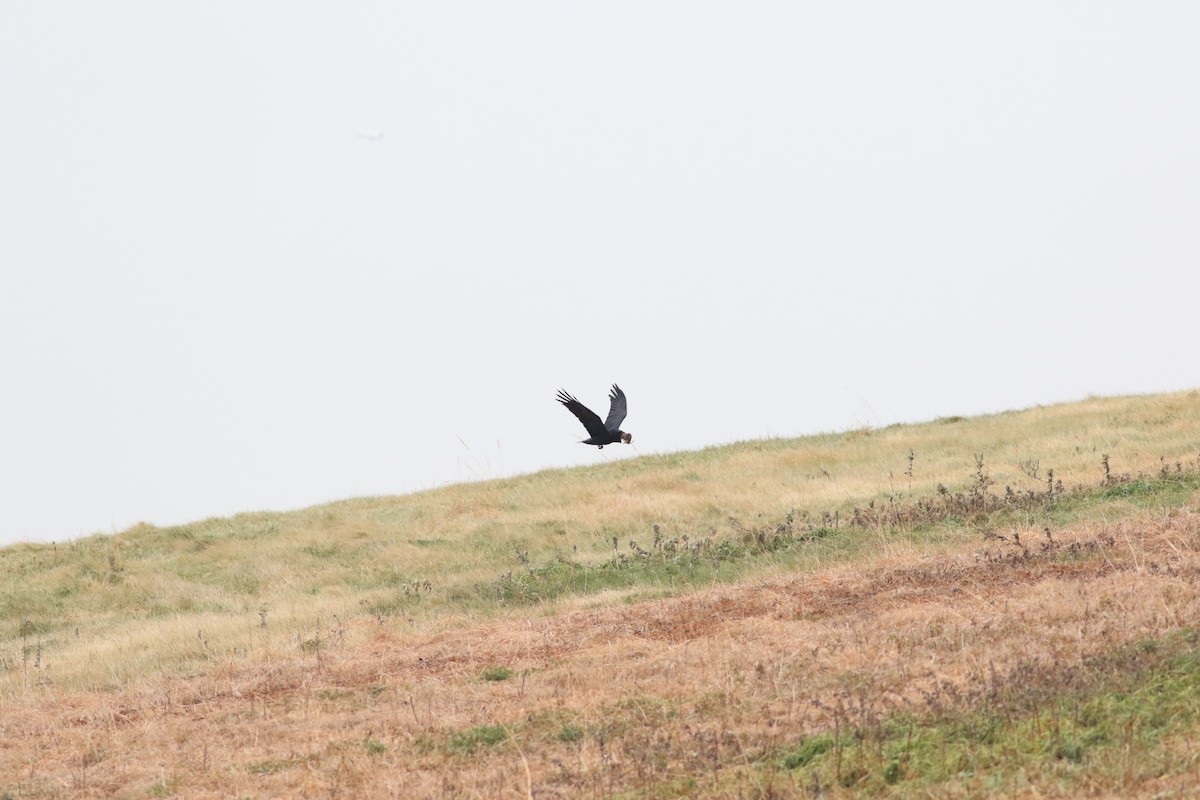 Common Raven - Max Epstein