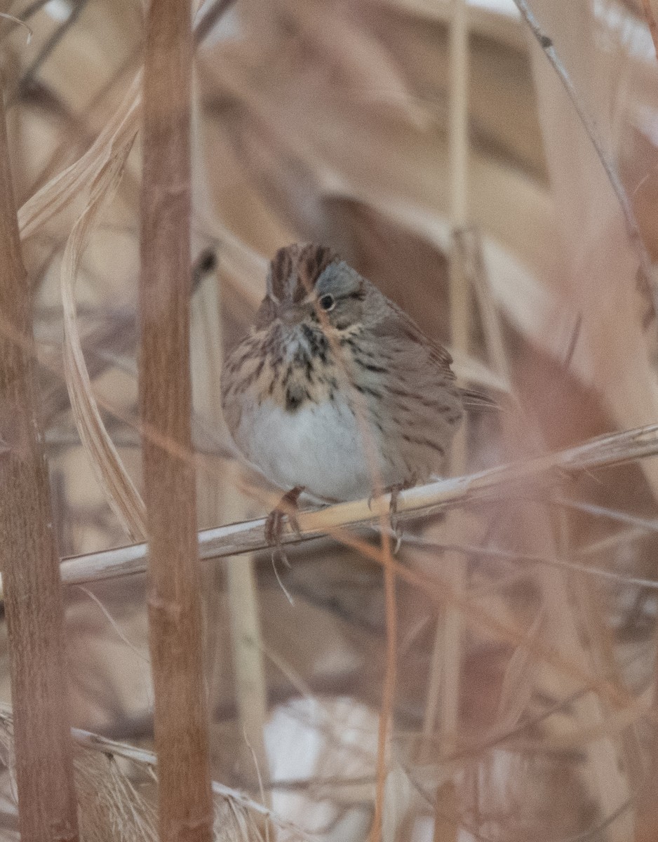 Lincoln's Sparrow - ML613431815
