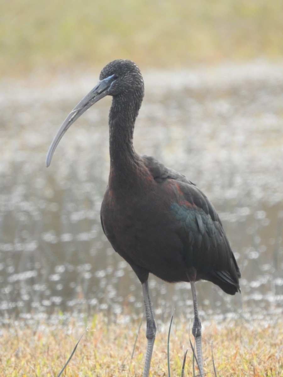 Glossy Ibis - ML613431820