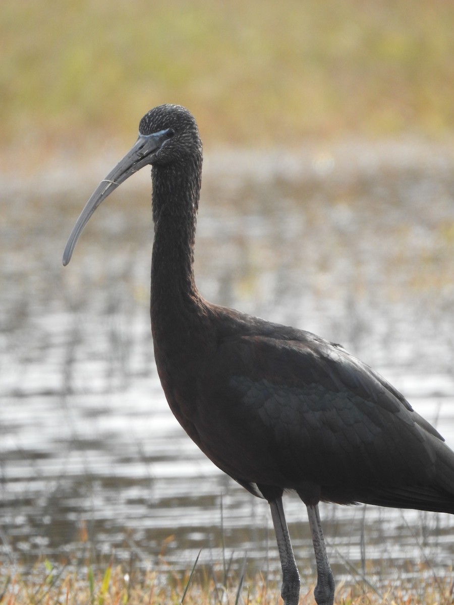 Glossy Ibis - ML613431821