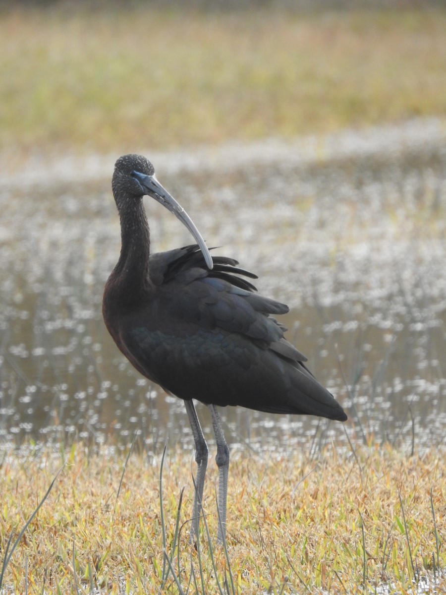Glossy Ibis - ML613431822
