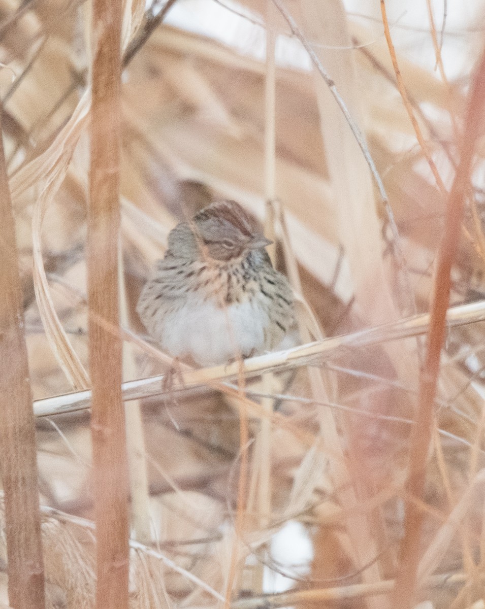 Lincoln's Sparrow - ML613431898